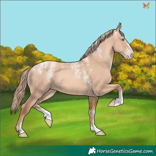 Horse Color:Powder White Gold Champagne Dun 