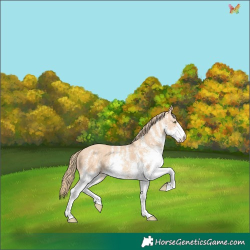 Horse Color:White Spotted Gold Champagne Dun Rabicano 