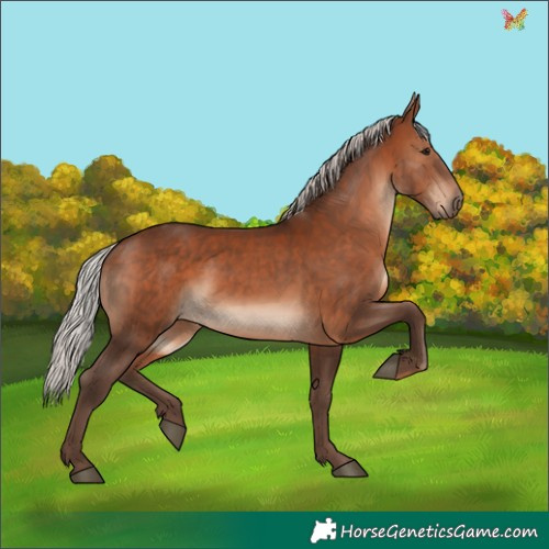 Horse Color:Silver Brown Rabicano 