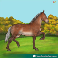 Horse Color:Silver Brown Rabicano 