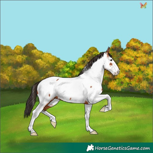 Horse Color:Bay Splash Tobiano Appaloosa