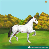 Horse Color:Bay Splash Tobiano Appaloosa
