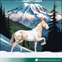 Horse Color:Chestnut Splash Tobiano Appaloosa 