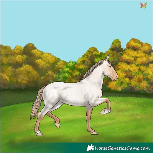 Horse Color:Gold Champagne Roan Dun Appaloosa 