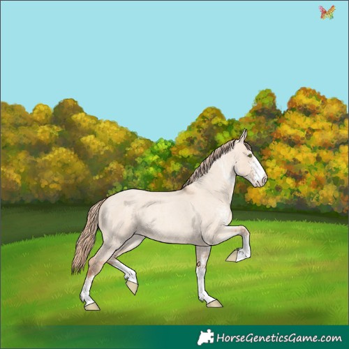 Horse Color:White Spotted Gold Champagne Roan Dun Rabicano 