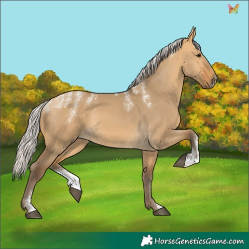 Horse Color:Powder White Silver Buckskin Dun 