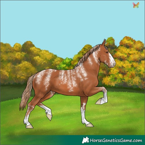 Horse Color:Powder White Chestnut 