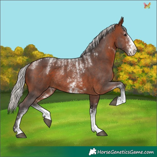Horse Color:Powder White Silver Brown Sabino Rabicano 
