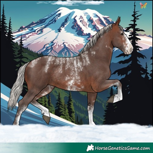 Horse Color:Powder White Silver Brown Sabino Rabicano 