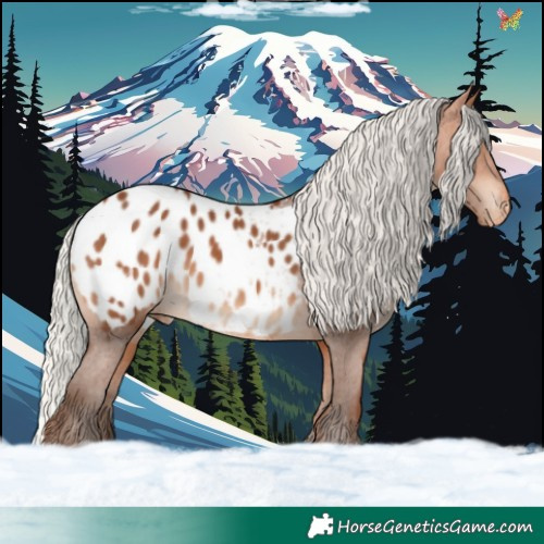 Horse Color:Silver Bay Appaloosa 