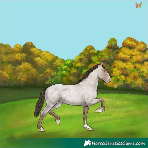 Horse Color:Classic Champagne Roan Rabicano