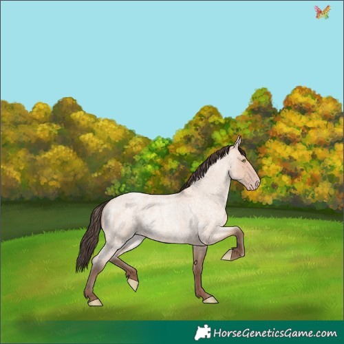 Horse Color:Amber Champagne Roan 