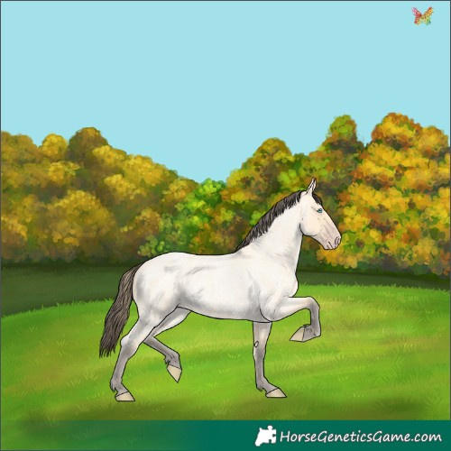Horse Color:Amber Cream Champagne Roan 