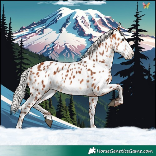 Horse Color:Silver Bay Frame Appaloosa 
