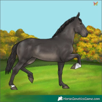 Horse Color:Smoky Black