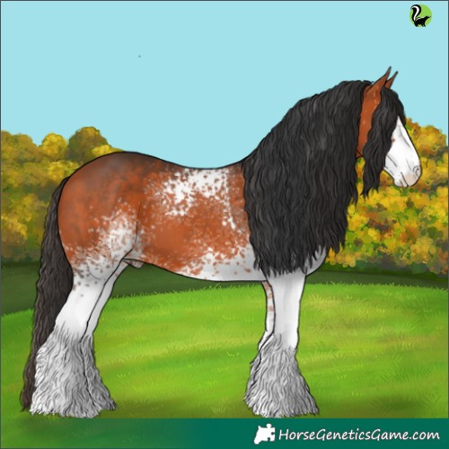Horse Color:White Spotted Bay 