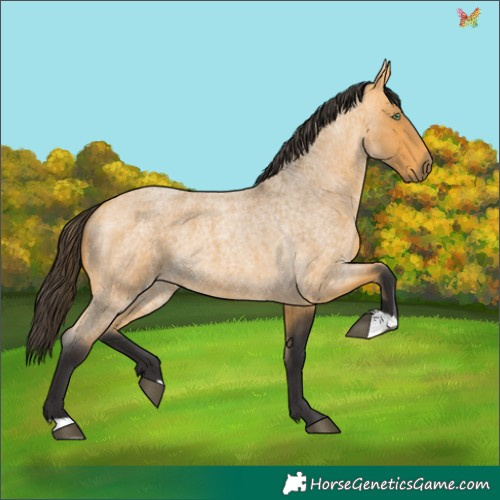Horse Color:Buckskin Roan 