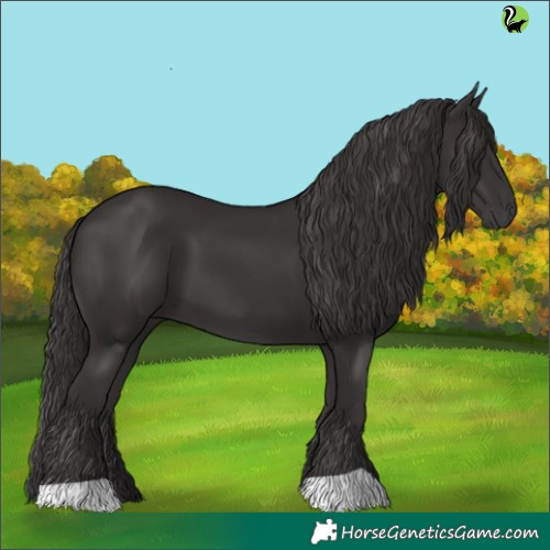 Horse Color:Smoky Black 