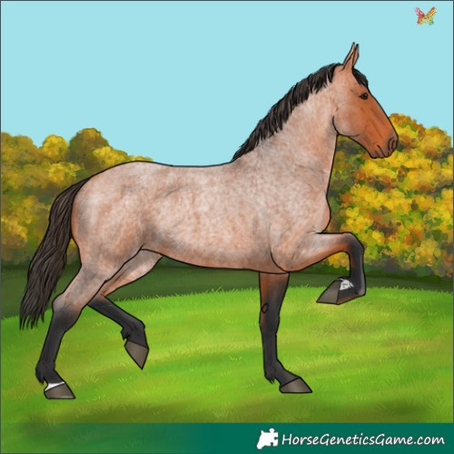 Horse Color:Bay Roan Rabicano 