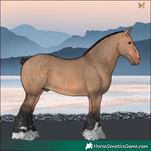 Horse Color:Bay Dun 