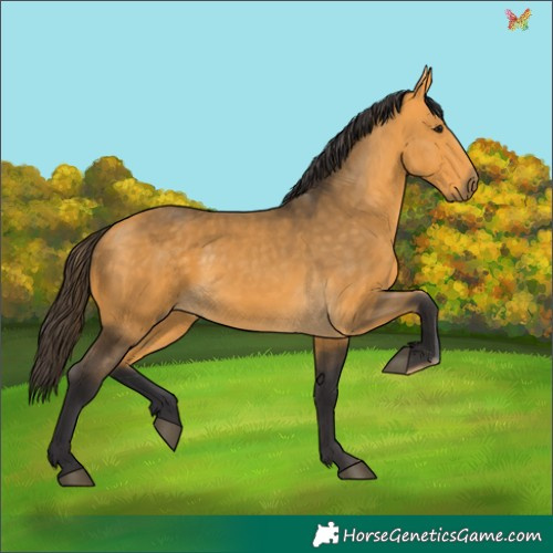 Horse Color:Buckskin 