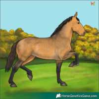 Horse Color:Buckskin