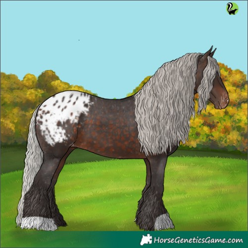 Horse Color:Silver Brown Appaloosa 