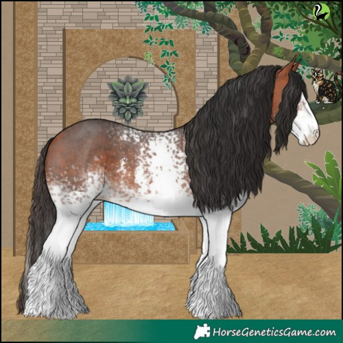 Horse Color:White Spotted Bay Sabino 