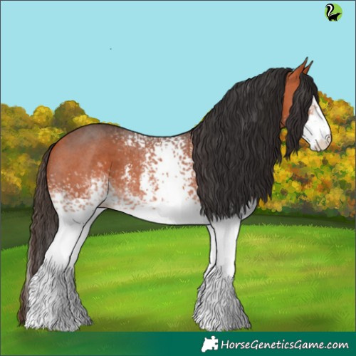 Horse Color:White Spotted Bay Sabino 