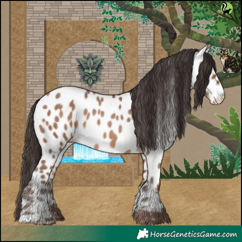 Horse Color:Sable Champagne Appaloosa 