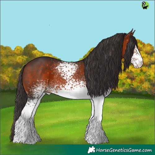 Horse Color:White Spotted Bay 