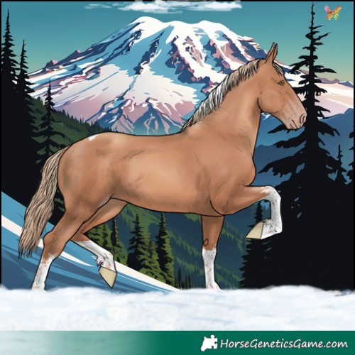 Horse Color:White Spotted Gold Champagne Tobiano 