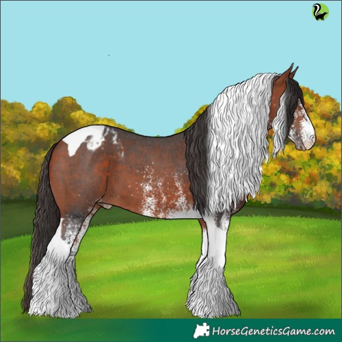 Horse Color:White Spotted Bay Tobiano Appaloosa 