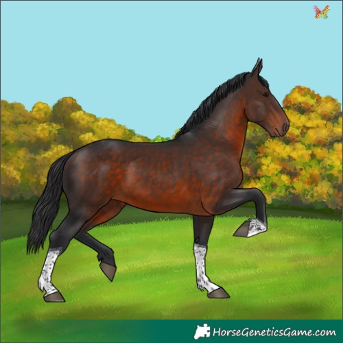 Horse Color:Brown Tobiano 