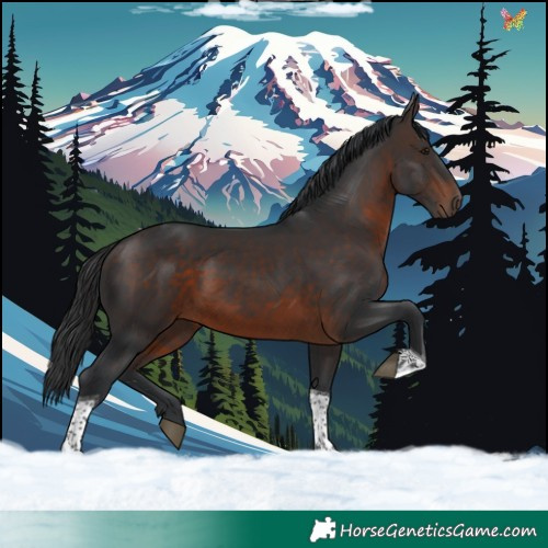 Horse Color:Brown Tobiano 