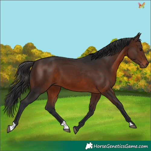 Horse Color:Brown 