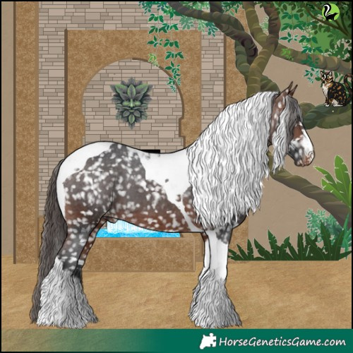 Horse Color:Bay Tobiano Appaloosa 