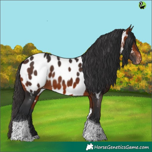 Horse Color:Brown Tobiano Appaloosa 