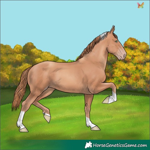 Horse Color:Gold Champagne Tobiano 