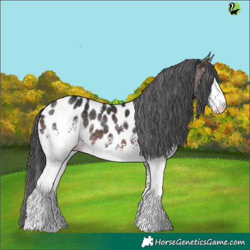 Horse Color:White Spotted Brown Appaloosa 