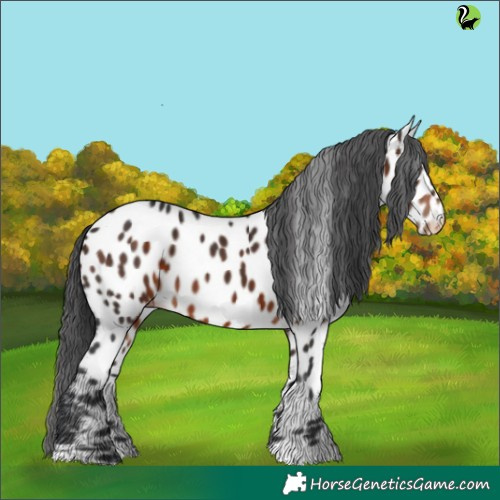 Horse Color:Brown Appaloosa 