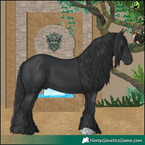 Horse Color:Black 