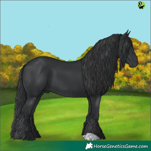 Horse Color:Black 