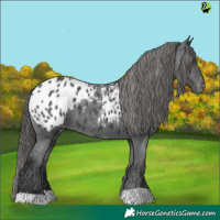 Horse Color:Black Blanket 