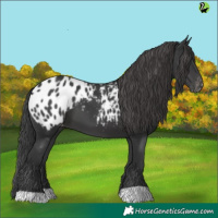Horse Color:Black Appaloosa