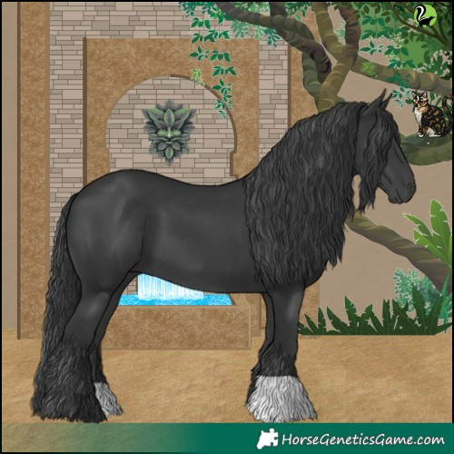 Horse Color:Black 