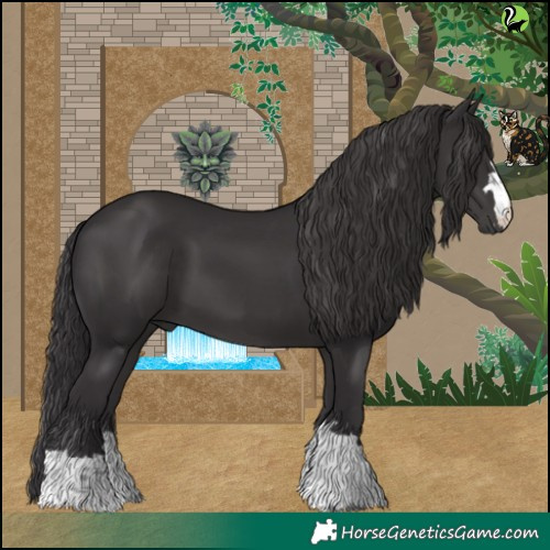 Horse Color:Smoky Black 
