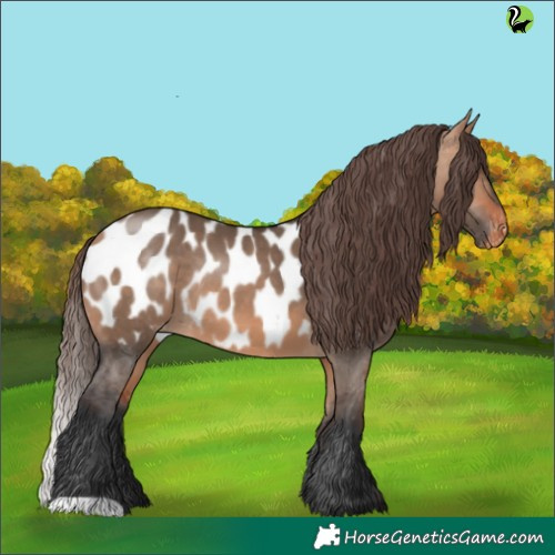 Horse Color:Bay Dun Appaloosa Rabicano 