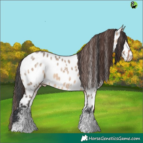 Horse Color:Brown Dun Sabino Appaloosa Rabicano 