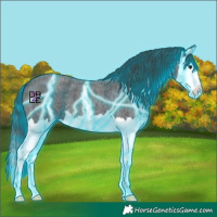 Horse Color:Thunderstruck Blue Roan Splash